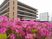 満開の花壇と建物外観  