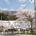 たくさんの桜の木がある庭
