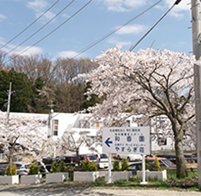 たくさんの桜の木がある庭