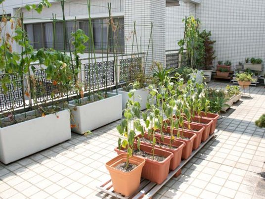 植木が並ぶ中庭  