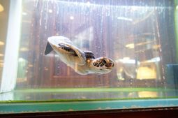 水槽の中のウミガメ