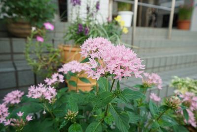 ピンクの花が咲く庭