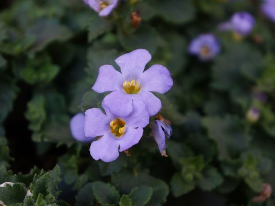 紫の可憐な花中庭