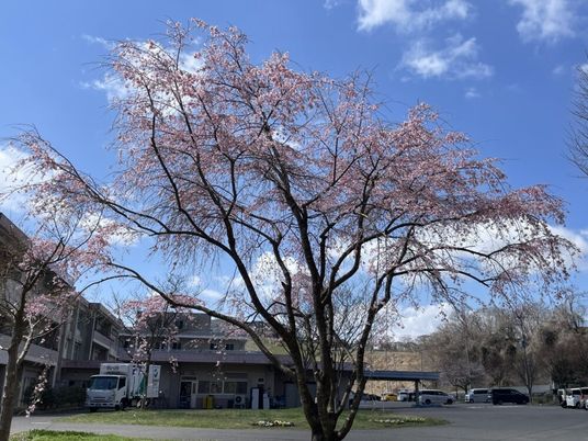 桜が見える外観  