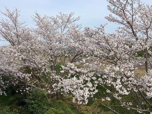 満開の桜の木 庭 自然に囲まれた場所で、四季を感じながら働くことができます。リラックスした雰囲気の中で充実した時間を過ごせます。