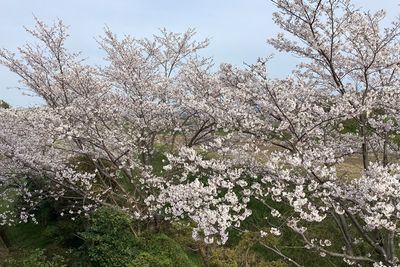 満開の桜の木