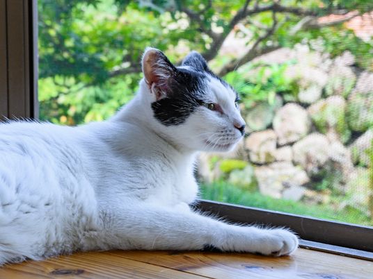 窓辺にいる一匹の猫