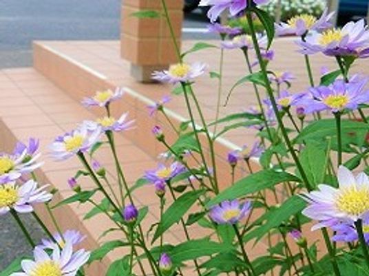 花壇のあるテラス  