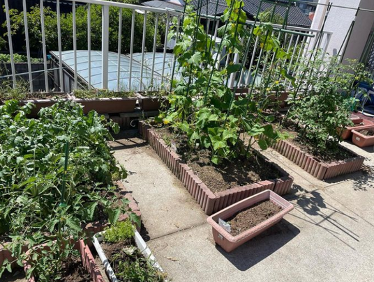 手入れされた家庭菜園