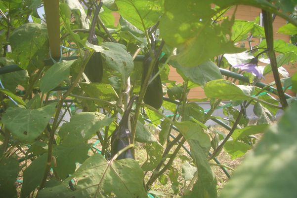 庭の野菜