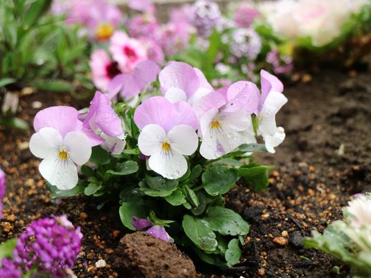 手入れされた花壇の様子