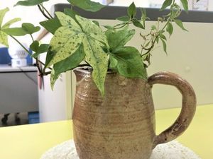 観葉植物の花瓶  