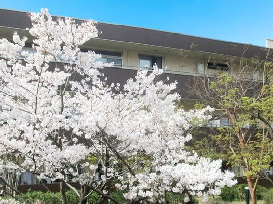 桜が彩る外観  