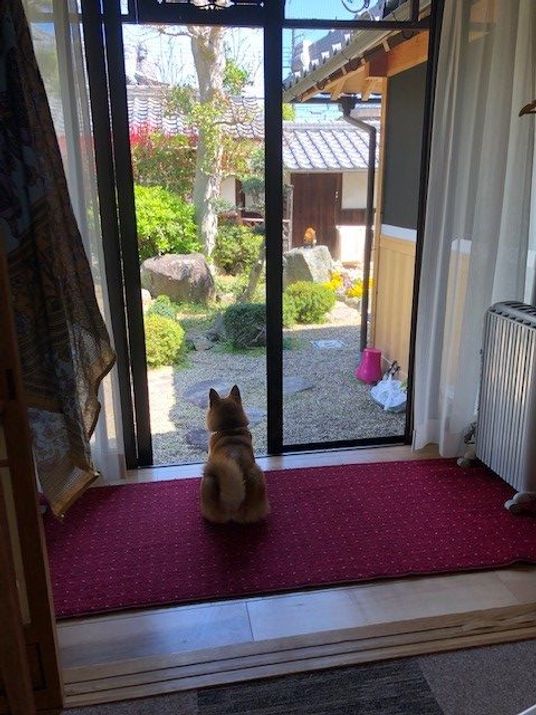 静かな庭を眺める室内