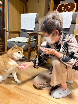 動物との触れ合い