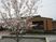 桜と建物の外観  
