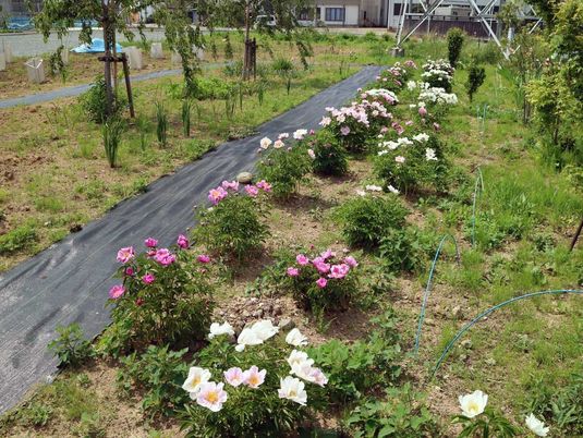 花が咲くキレイな庭