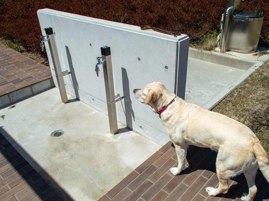 犬がいる外の水場  