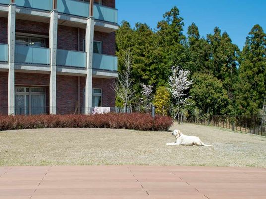 庭でくつろぐ犬のいる外観  