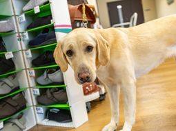 犬とスリッパ棚の室内
