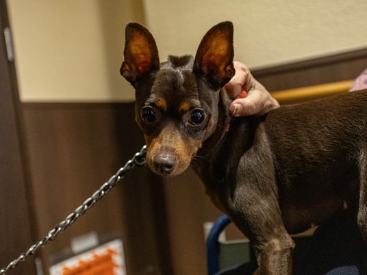 犬と人の様子