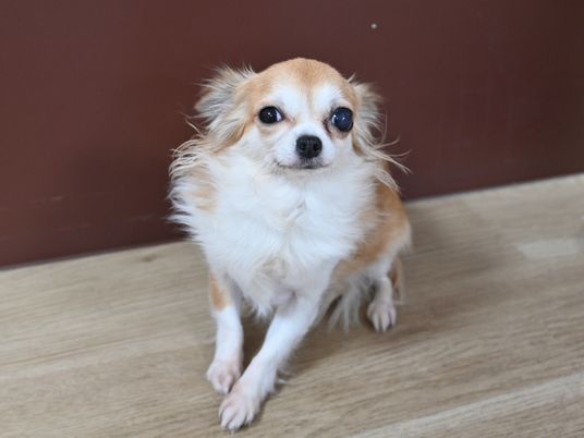 小型犬座るリビング