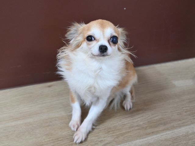 小型犬座るリビング アニマルセラピー やわらかな木目の床に、小型犬がくつろいでいる様子が見られます。そんなぬくもりあふれる空間でゆったりと働ける環境です。