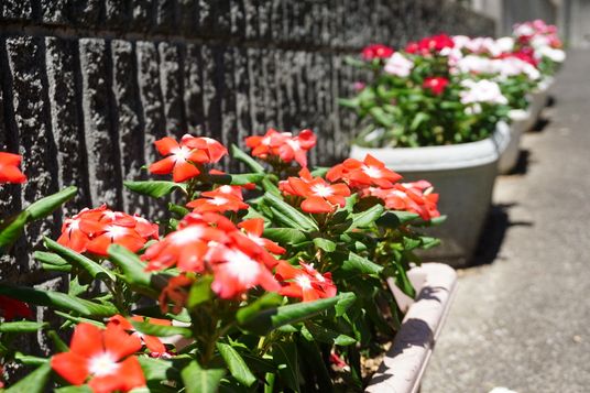 赤白の花が並ぶ中庭