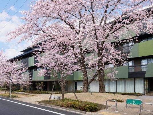 桜並木と建物外観  
