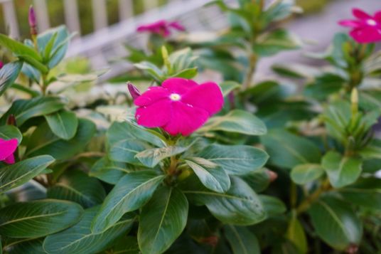 植物のある中庭