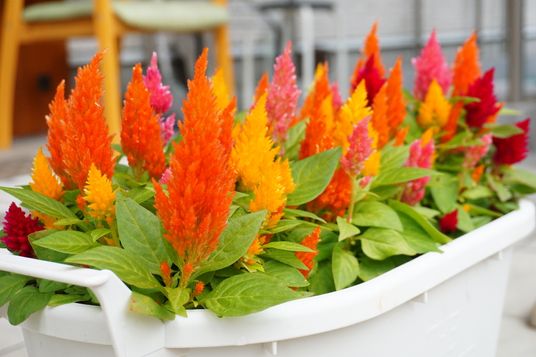 カラフルな花が植えられたプランター
