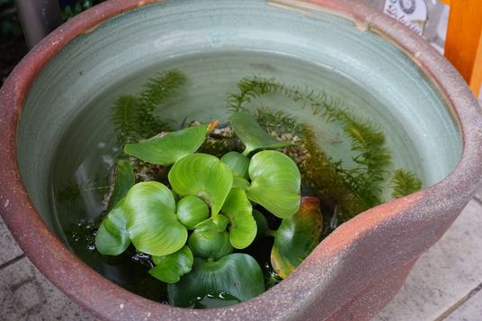 緑の水草がある鉢植え