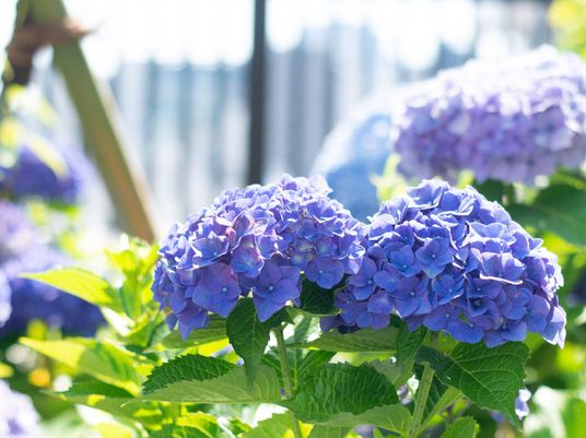 紫陽花が咲く中庭