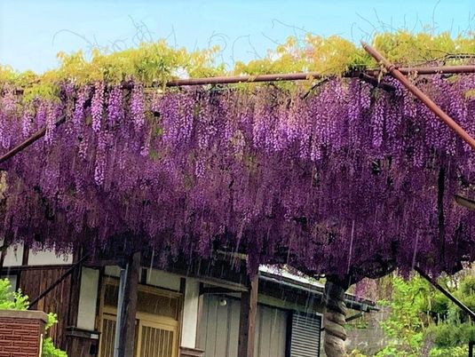 紫の藤の花が咲く中庭