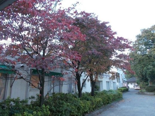 紅葉のある建物外観  