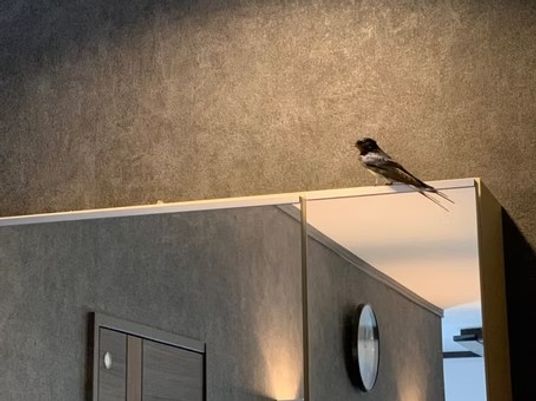 ロビー上の鳥の置物  