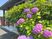 紫陽花が美しい中庭
