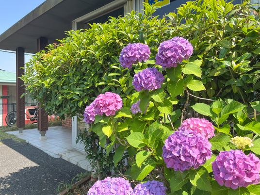 紫陽花が美しい中庭