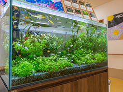 色鮮やかな水槽と植栽