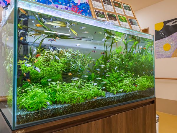 色鮮やかな水槽と植栽