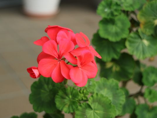 赤い花と緑の葉