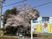 施設の看板と桜並木の外観  
