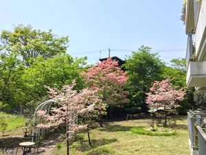 緑豊かな庭の春景色