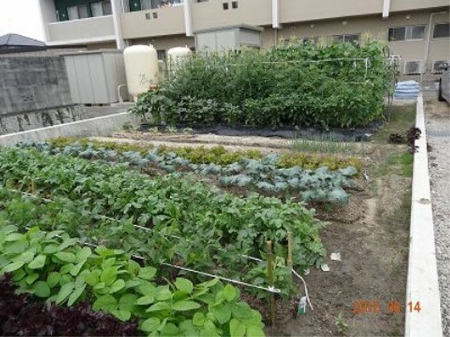 野菜が育つ庭の風景