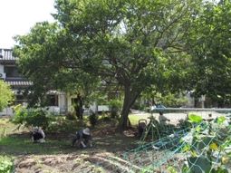 中庭のガーデニング風景