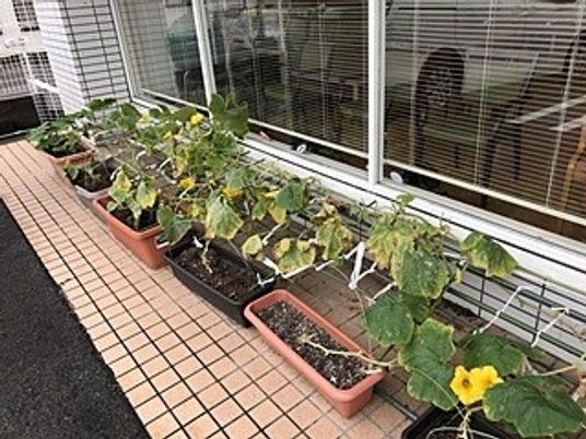 植木鉢が並ぶテラス  
