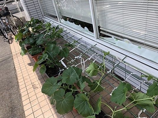 鉢植えが並ぶ窓際の庭  
