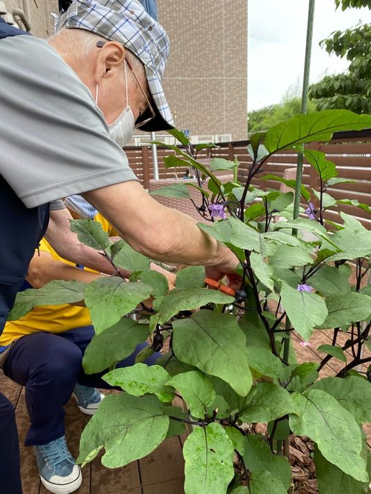 お庭で植物の手入れ