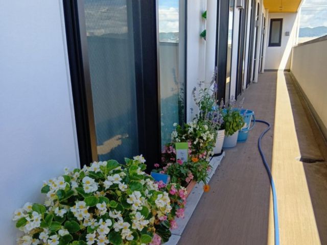 花のある外廊下 廊下   窓際に鉢植えが並ぶ、明るい外廊下です。奥まで見通しがよく、気持ちよく移動できそうです。