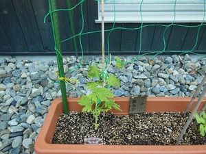 植木鉢の苗と庭石の庭  